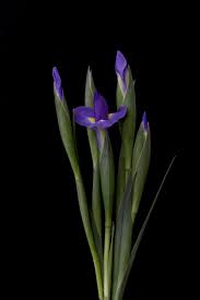 Iris Series 29 Flowers Black Background Iris Art Trendy Flowers