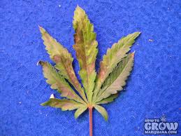 Cannabis Leaf Damage Chart Bedowntowndaytona Com