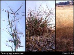 Image result for Enteropogon