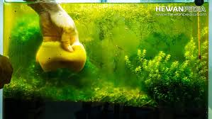 Cara menjernihkan air aquarium yang keruh dengan sangat mudah dan sangat cepat air bisa menjadi jernih. 7 Cara Ampuh Mengendalikan Dan Mengurangi Lumut Pada Akuarium Hewanpedia