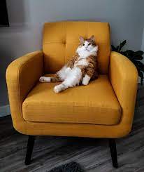 i was late to giving leo his daily snacks source http bit ly 2hc2ck7 american bobtail cat cat day cat love