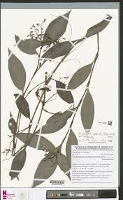 Image result for Stanfieldiella imperforata