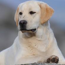 Since security was such a big thing, cl was a safe place for people who this brings us to the question, did craigslist remove personals? Puppyfind Labrador Retriever Puppies For Sale