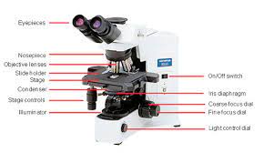 Light source projects light upwards through the diaphragm, the specimen, and the lenses h. What Everybody Ought To Know About The Light Microscope