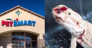We also offer reptiles and other exotic animals from around the world. This Is Where Petsmart Gets Its Animals And It S Not Pretty The Dodo