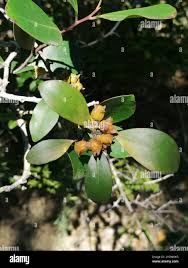 Image result for Pterocelastrus