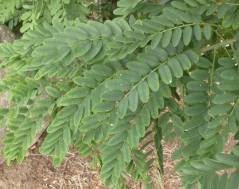 Image result for Calpurnia aurea