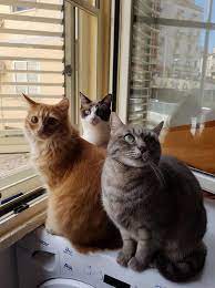 diana sofia adli kullanicinin cats in windows panosundaki pin cats kedi