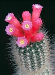 Pictures of arizona cactus flowers barrel cactus in bloom. 900 Cactus Ideas In 2021 Cactus Cacti And Succulents Cactus And Succulents