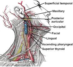 Image result for carotid artery