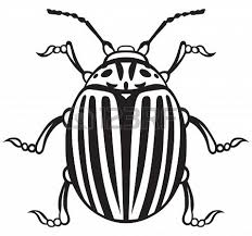 Black Bird With White Chest Colorado Stock Vector Clipart Black And White Line Art White Background