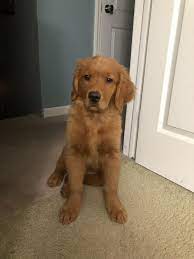 Red golden retriever puppies are some of the cutest animals in the entire world. Golden Retriever Puppies For Sale Toms River Nj 291463