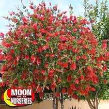 Lemon Bottlebrush Tree Flowering Trees Tree Valley Nursery