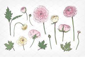 Set With Ranunculus Hand Drawn Vector Illustrations Calligraphy Flowers Vector Illustration