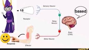 A relay neuron (also known as an interneuron) passes signals between neurons. Sensory Neuron Based Receptor Relay Neuron Brain Cns Motor Neuron Response Effector Ifunny