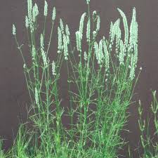 Image result for Kyphocarpa angustifolia