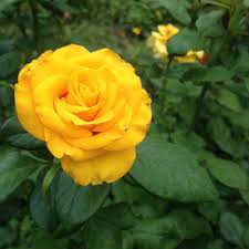 Download and use 10,000+ flowers stock photos for free. Page 3 Yellow Beautiful Roses Hd Wallpapers Free Download Wallpaperbetter