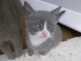 Found white kitten (point breeze, philadelphia) pic hide this posting restore restore this posting. Gray And White Kitten Novocom Top