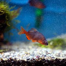 High ammonia or nitrite levels, incorrect ph levels, and extreme temperatures can kill fish. Do Aquarium Water Changes Kill Fish
