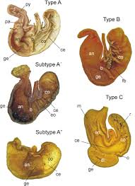Share your own pictures as public domain with people all over the world. Gross Stomach Morphology In Akodontine Rodents Cricetidae Sigmodontinae Akodontini A Reappraisal Of Its Significance In A Phylogenetic Context