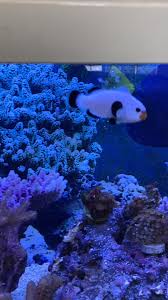 I Look Like An Underwater Birdie What Am I Video In 2020 Clown Fish Fish Tank Betta Fish Tank