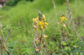 Image result for Crotalaria incompta