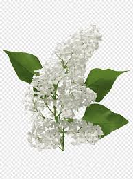 Cinnamyl Alcohol Cinnamaldehyde Cinnamic Acid Essential Oil Lilac Flower Branch Flower Aroma Compound Png Pngwing