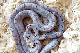 What is best way to get rid of mites on my son's snake? How To Get Rid Of Mites On Snakes