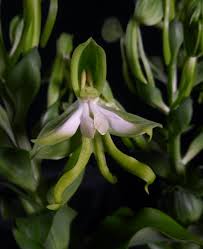 Image result for Bonatea antennifera