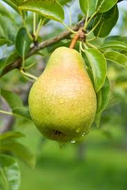 Did it rain persistently while it was blooming? Pears Agricultural Marketing Resource Center