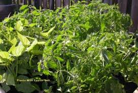 Why I Use Epsom Salt In The Garden Amazing Gardens Plants Gardening Tips