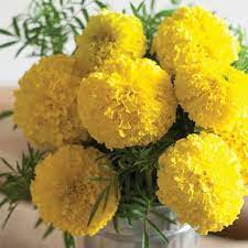 Pin On Yellow