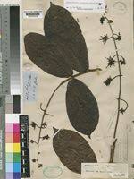 Image result for Dictyophleba