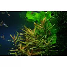 Image result for Nesaea crassicaulis