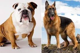 German shepherd x american bulldog mix = american bulldog shepherd. The Ultimate Showdown The German Shepherd Vs The Bulldog Anything German Shepherd