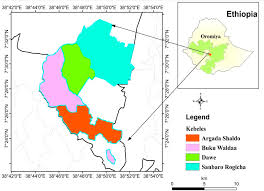 Image result for Combretum pisoniiflorum