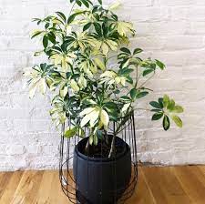 Maybe you would like to learn more about one of these? How Do I Make My Umbrella Plant Bushy Indoor Plants World