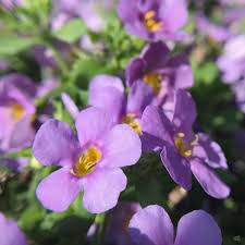 Image result for Bacopa floribunda
