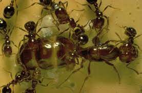 Even gophers, mice and rats. Dr Robert K Vander Meer Illuminating Insect Chemical Ecology For Effective Pest Control Scientia Global