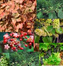 Image result for Vitaceae