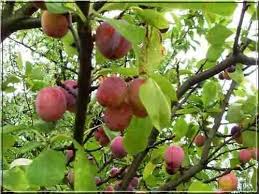 Image result for prunus domestica renkloda althana