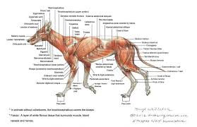 Image Result For Fox Muscle Anatomy Muscleanatomy Hayvan Anatomisi Anatomi Hayvanlar