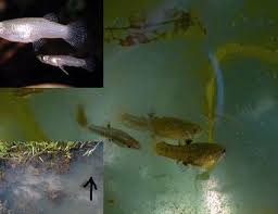 How To Keep Aquarium Fish In Outdoor Fountains And Ponds Mosquito Fish Fish Aquarium Fish