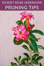 Pruning Desert Rose Adenium Obesum Joy Us Garden