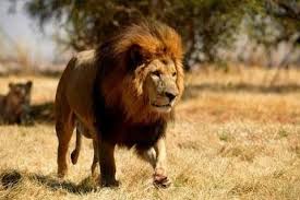 Bir Erkek Aslan Yonetimi Ele Gecirirse Tum Yavru Aslanlari Infaz Eder Hayvanlar Aslanlar Yavru Aslan