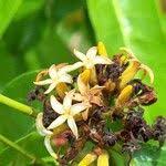 Image result for Landolphia camptoloba