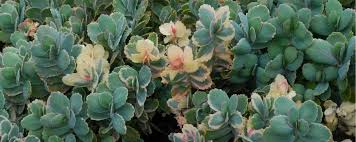Image result for Kalanchoe crenata