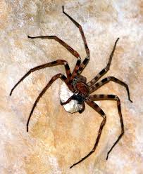 They are also known as the giant crab spiders, due to the way they look. Giant Huntsman Spider Wikipedia