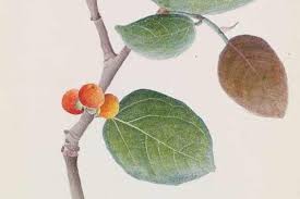 Image result for Ficus scassellatii