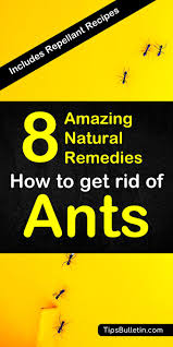 8 natural ways to get rid of ants